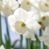 Narcissus 'Stainless' 1 Narcissus 'Stainless' -Garden Bloomy Shop x600 29993