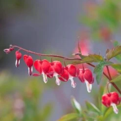 Dicentra Spectabilis Valentine® -Garden Bloomy Shop x600 29998