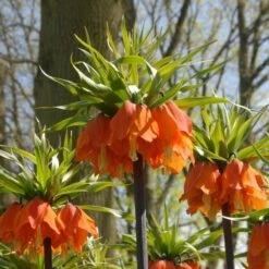 Fritillaria Imperialis 'Rubra Maxima' -Garden Bloomy Shop x600 30003