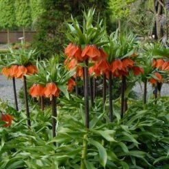 Fritillaria Imperialis 'Rubra Maxima' -Garden Bloomy Shop x600 30004