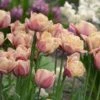 Tulip 'La Belle Epoque' 1 Tulip 'La Belle Epoque' -Garden Bloomy Shop x600 30011