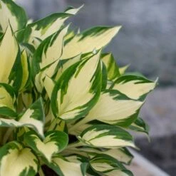 Hosta 'Fire And Ice' -Garden Bloomy Shop x600 30017