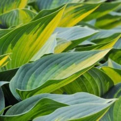Hosta 'June' -Garden Bloomy Shop x600 30023