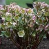 Helleborus Frostkiss® Glenda's Gloss® -Garden Bloomy Shop x600 30035