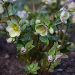 Helleborus Frostkiss® Glenda's Gloss® 5 Helleborus Frostkiss® Glenda's Gloss® -Garden Bloomy Shop x600 30036