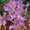 Colchicum 'Giant' 2 Colchicum 'Giant' -Garden Bloomy Shop x600 30041