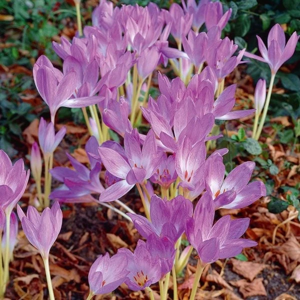 Colchicum 'Giant' 3 Colchicum 'Giant'