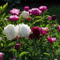 Old-Time Peony Collection 15 Old-Time Peony Collection -Garden Bloomy Shop x600 30085