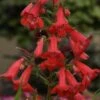 Penstemon Quartz® Red 1 Penstemon Quartz® Red -Garden Bloomy Shop x600 30210