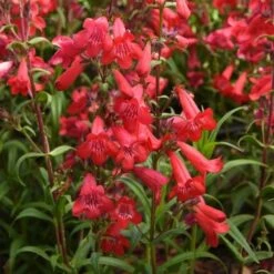 Penstemon Quartz® Red 6 Penstemon Quartz® Red -Garden Bloomy Shop x600 30211