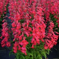 Penstemon Quartz® Red 7 Penstemon Quartz® Red -Garden Bloomy Shop x600 30212