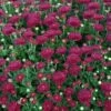 Chrysanthemum 'Cool Igloo' -Garden Bloomy Shop x600 30233