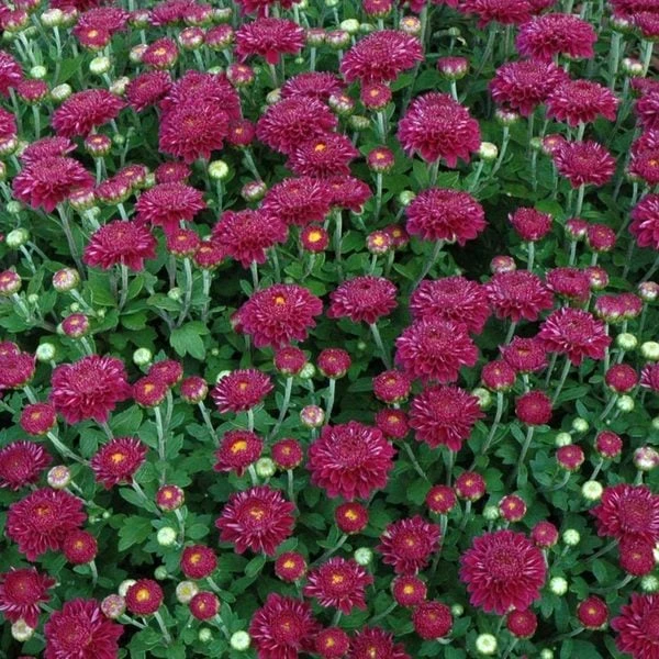 Chrysanthemum 'Cool Igloo' 3 Chrysanthemum 'Cool Igloo'