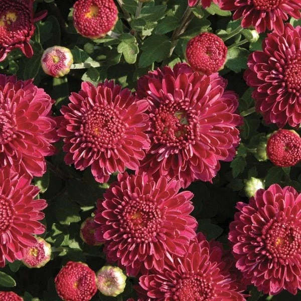 Chrysanthemum 'Cool Igloo' 4 Chrysanthemum 'Cool Igloo' - Image 2