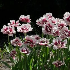 Tulip 'Pistache' 8 Tulip 'Pistache' -Garden Bloomy Shop x600 30253
