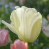 Tulip 'Ivory Floradale'