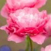 Tulip 'Double Sugar' -Garden Bloomy Shop x600 30365