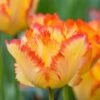 Tulip 'Caribbean Parrot' 1 Tulip 'Caribbean Parrot' -Garden Bloomy Shop x600 30371