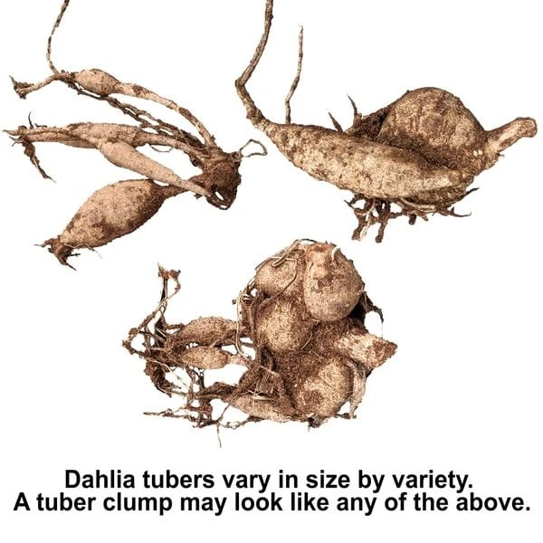 Dahlia 'XXL Tabasco' 6 Dahlia 'XXL Tabasco' - Image 4