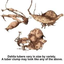 Summertime Splendor Dahlia Collection -Garden Bloomy Shop x600 30544