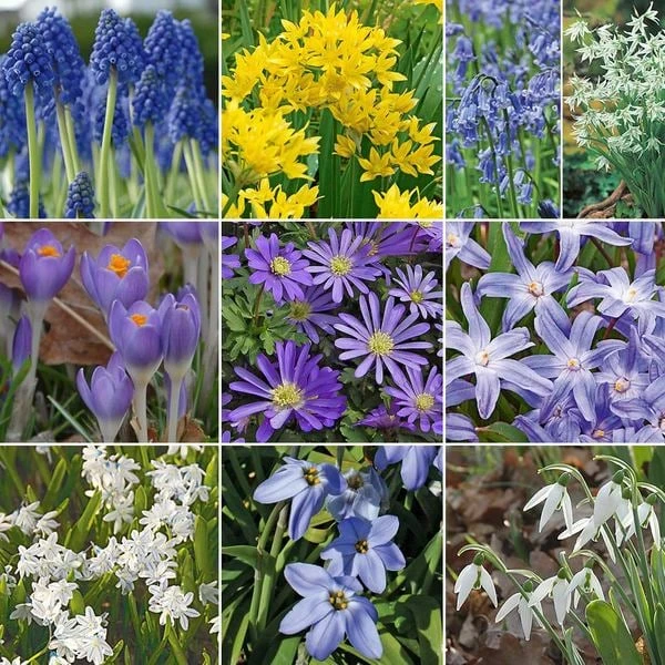 Colorful Carpet Mix 3 Colorful Carpet Mix