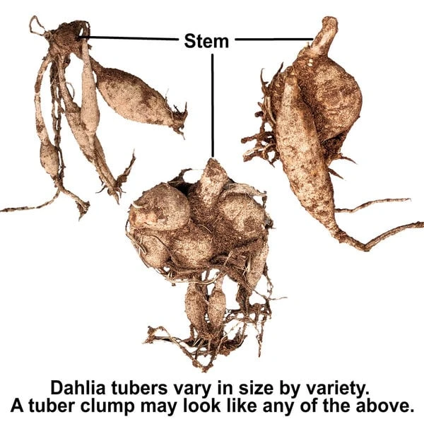 Dahlia 'Totally Tangerine' 3 Dahlia 'Totally Tangerine'