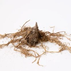 Collaboration For Part Shade For The South - Daffodils & Hosta 9 Collaboration For Part Shade For The South - Daffodils & Hosta -Garden Bloomy Shop x600 30643