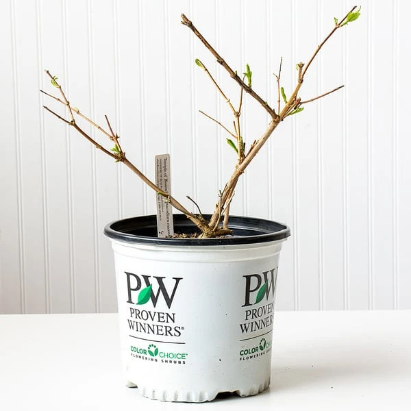 Heptacodium Miconioides Temple Of Bloom® 4 Heptacodium Miconioides Temple Of Bloom® - Image 2