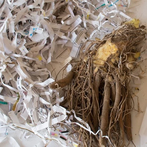 Hemerocallis (Daylily) 'Apricot Sparkles' - Reblooming 3 Hemerocallis (Daylily) 'Apricot Sparkles' - Reblooming