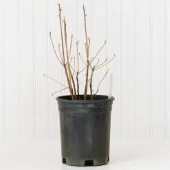 Azalea 'Northern Hi-Lights' -Garden Bloomy Shop x600 30684