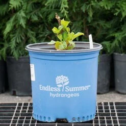 Hydrangea Macrophylla Endless Summer® Blushing Bride® -Garden Bloomy Shop x600 30689