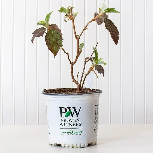 Hydrangea Quercifolia Gatsby Moon® 3 Hydrangea Quercifolia Gatsby Moon®