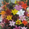 Bold Colors Asiatic Lily Mix 1 Bold Colors Asiatic Lily Mix -Garden Bloomy Shop x600 30697