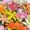Lilium Pastel Shades Mix For Naturalizing 2 Lilium Pastel Shades Mix For Naturalizing -Garden Bloomy Shop x600 30698