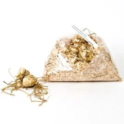 Lilium Pastel Shades Mix For Naturalizing -Garden Bloomy Shop x600 30702