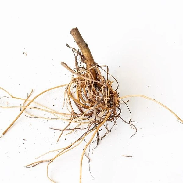 Aster X Frikartii 'Mönch' 5 Aster X Frikartii 'Mönch' - Image 3