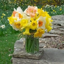The Works Daffodil Mix -Garden Bloomy Shop x600 30773