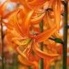 Lilium 'Orange Marmalade' -Garden Bloomy Shop x600 30783