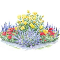 Perfumed Pageant Rose & Perennial Garden -Garden Bloomy Shop x600 30785