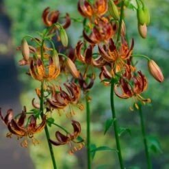 Lilium 'Arabian Knight' -Garden Bloomy Shop x600 30788