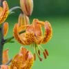 Lilium 'Sunny Morning' -Garden Bloomy Shop x600 30797
