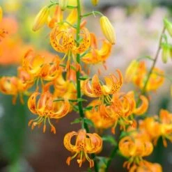 Lilium 'Sunny Morning' 9 Lilium 'Sunny Morning' -Garden Bloomy Shop x600 30799