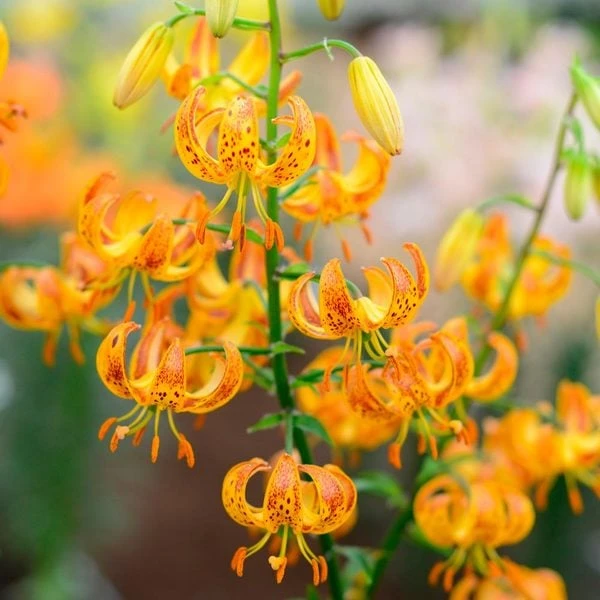 Lilium 'Sunny Morning' 5 Lilium 'Sunny Morning' - Image 3