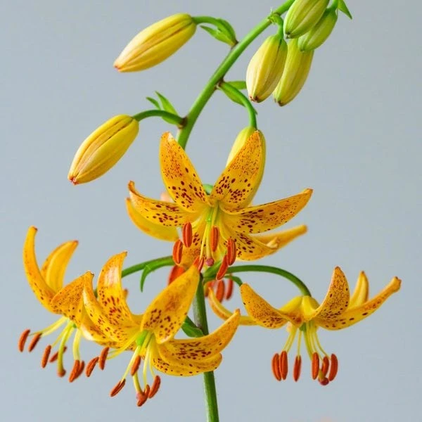 Lilium 'Sunny Morning' 7 Lilium 'Sunny Morning' - Image 5