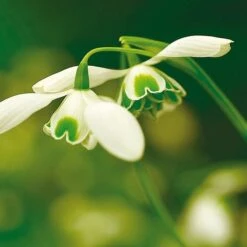 Galanthus 'Hippolyta' -Garden Bloomy Shop x600 30809