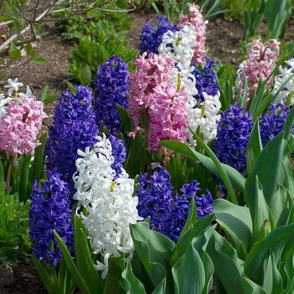 Hyacinthus May Day Bouquet Mix 8 Hyacinthus May Day Bouquet Mix - Image 6