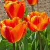 White Flower Farm Red-and-Yellow Perennial Tulip 1 White Flower Farm Red-and-Yellow Perennial Tulip -Garden Bloomy Shop x600 30855