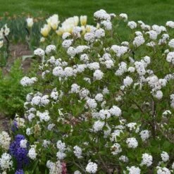 Viburnum Carlesii Spice Baby™ -Garden Bloomy Shop x600 30888