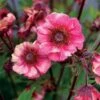 Geum Tempo™ Rose 2 Geum Tempo™ Rose -Garden Bloomy Shop x600 30979