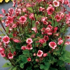 Geum Tempo™ Rose -Garden Bloomy Shop x600 30980